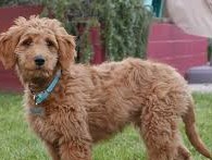 My Dog Hank, by Luke