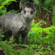 Japanese Serow By Dan