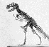 History of the Tyrannosaurus Rex by Natalya