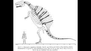 History of Spinosaurus by Natalya