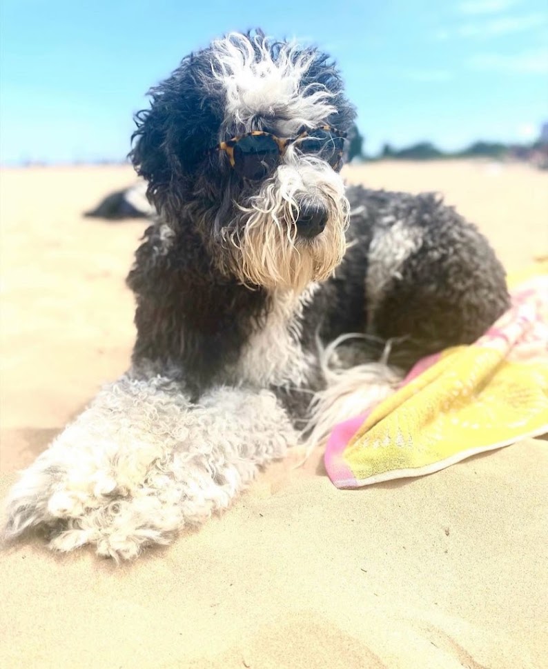 My Best Friend Louie, By Emily